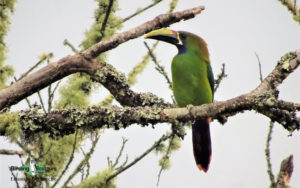Wild Western Panama birding tours