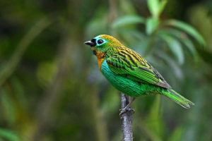 Southeast Brazil - Atlantic Rainforest birding tours