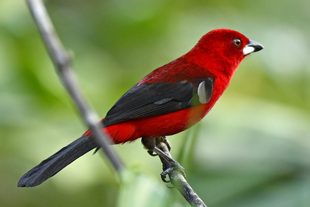 Southeast Brazil - Atlantic Rainforest birding tours