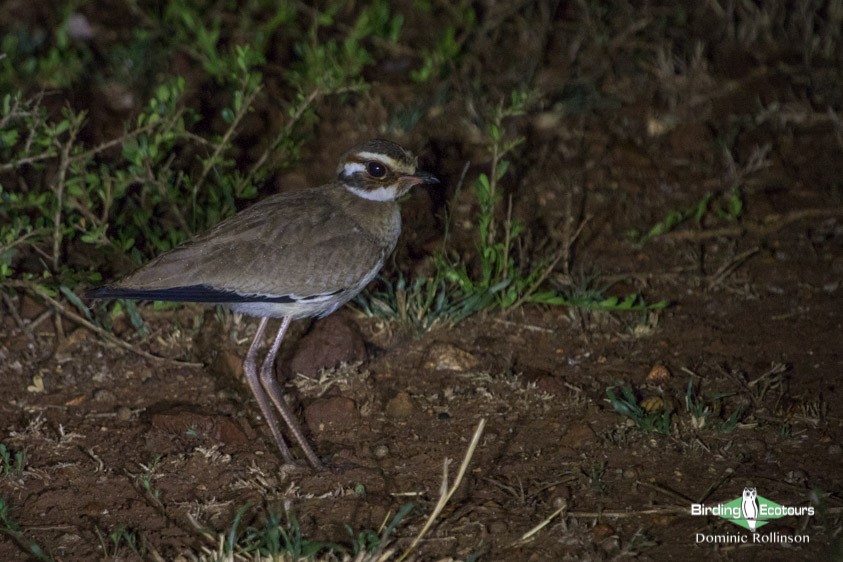 Subtropical South Africa trip report