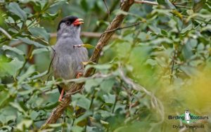 Subtropical South Africa birding tours