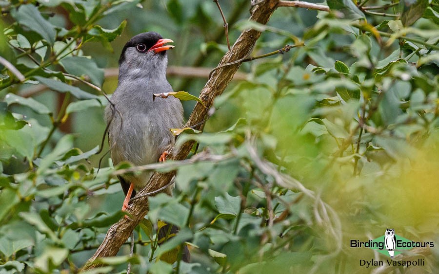 Subtropical South Africa birding tours