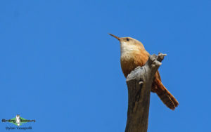 Arizona birding tours