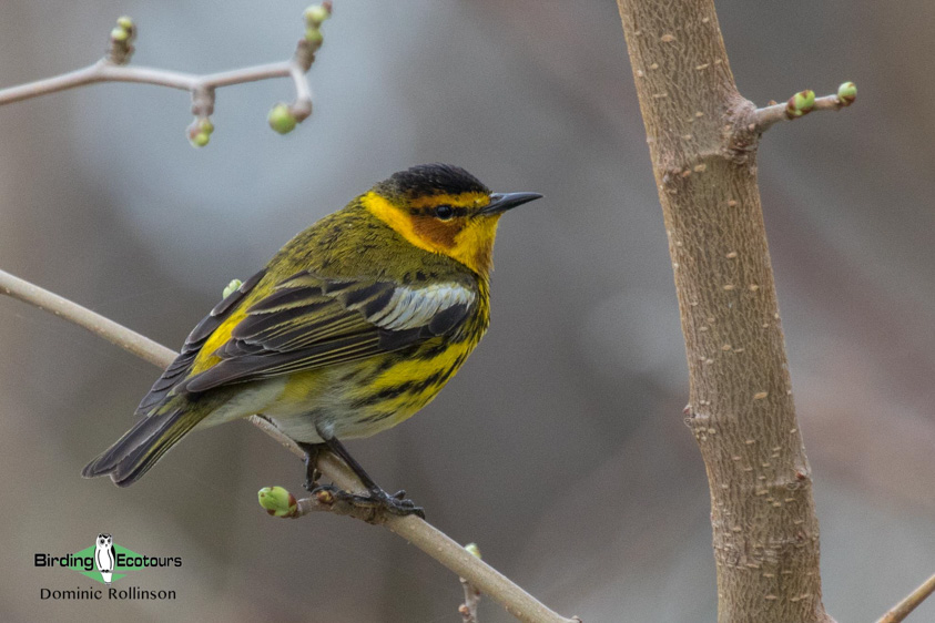 Ohio birding tours
