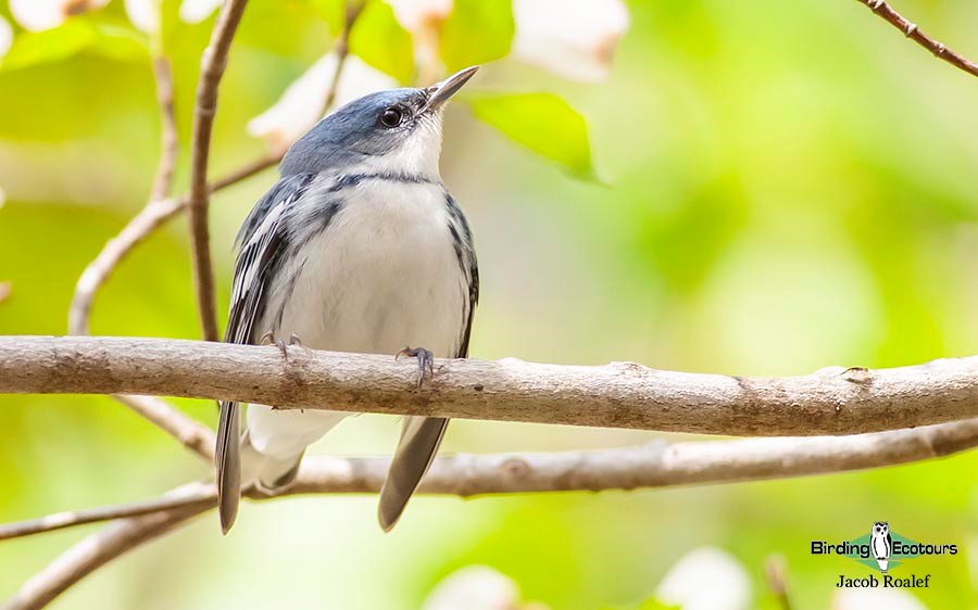 Ohio birding tours