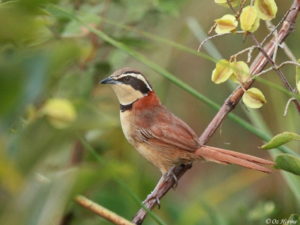 Cerrado endemics, Brazilian Merganser and Maned Wolf birding tours