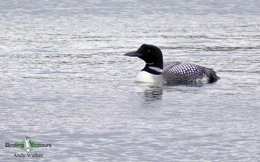 Iceland birding tours