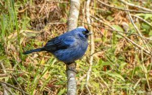 Southeast Brazil - Atlantic Rainforest birding tours