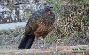 Cerrado endemics, Brazilian Merganser and Maned Wolf birding tours