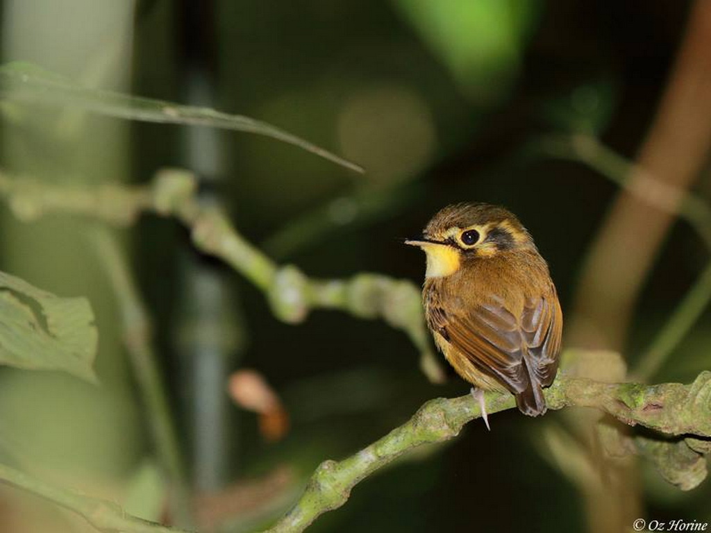 Southeast Brazil - Atlantic Rainforest birding tours
