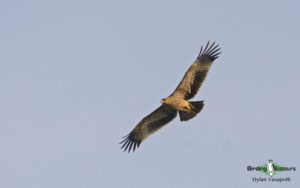 Danube Delta birding tours