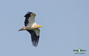 Danube Delta birding tours