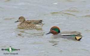 Danube Delta birding tours