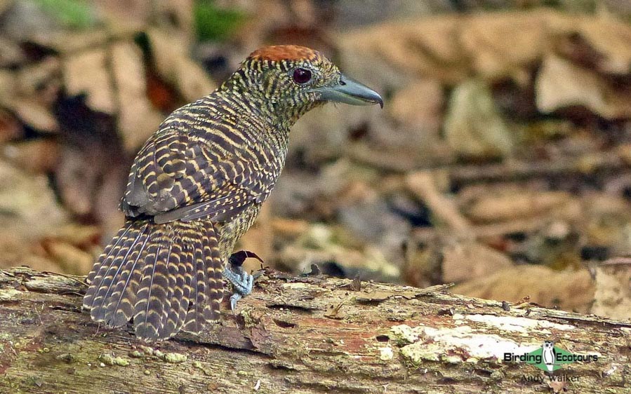 Panama birding tours