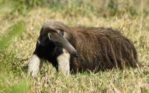 Cerrado endemics, Brazilian Merganser and Maned Wolf birding tours