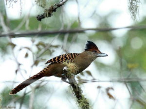 Southeast Brazil - Atlantic Rainforest birding tours