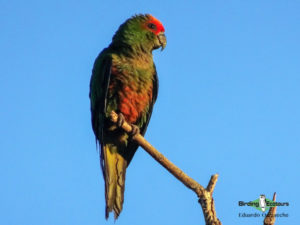 Cerrado endemics, Brazilian Merganser and Maned Wolf birding tours