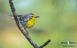 Arizona birding tours