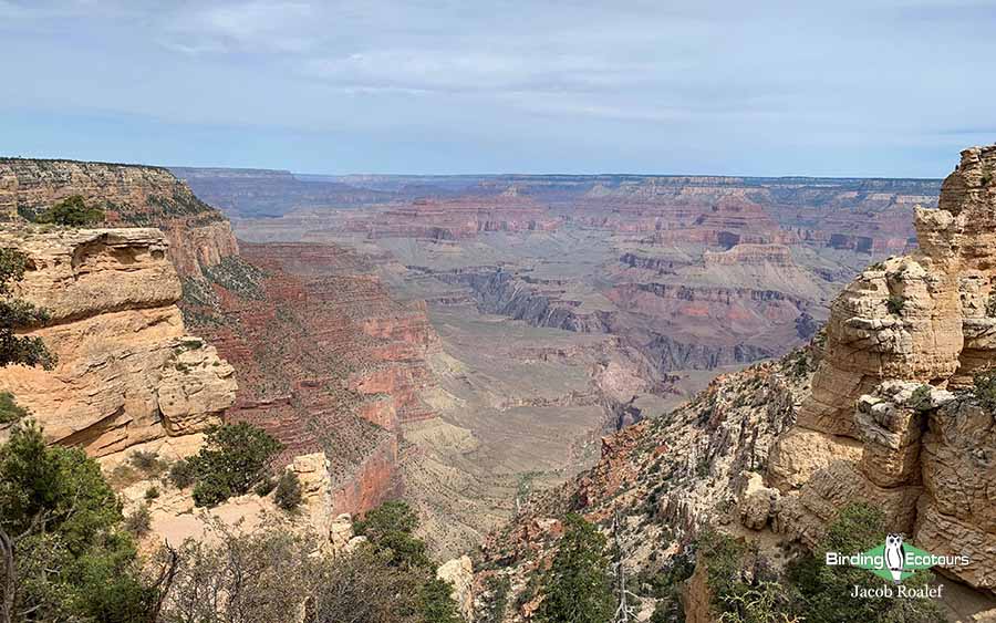 Northern Arizona birding tours