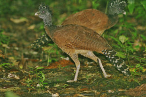 Best of Panama birding tours