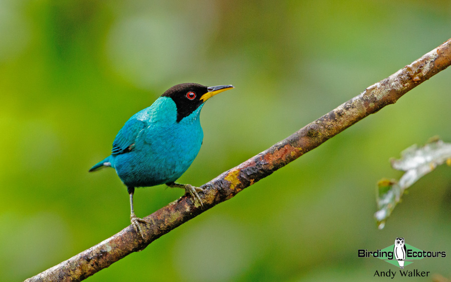 Central and Eastern Panama birding tours