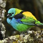 Southeast Brazil - Atlantic Rainforest birding tours