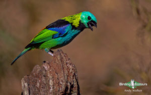 Southeast Brazil - Atlantic Rainforest birding tours