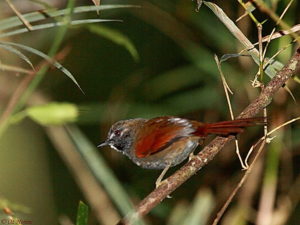 Cerrado endemics, Brazilian Merganser and Maned Wolf birding tours