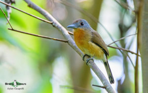 Best of Panama birding tours