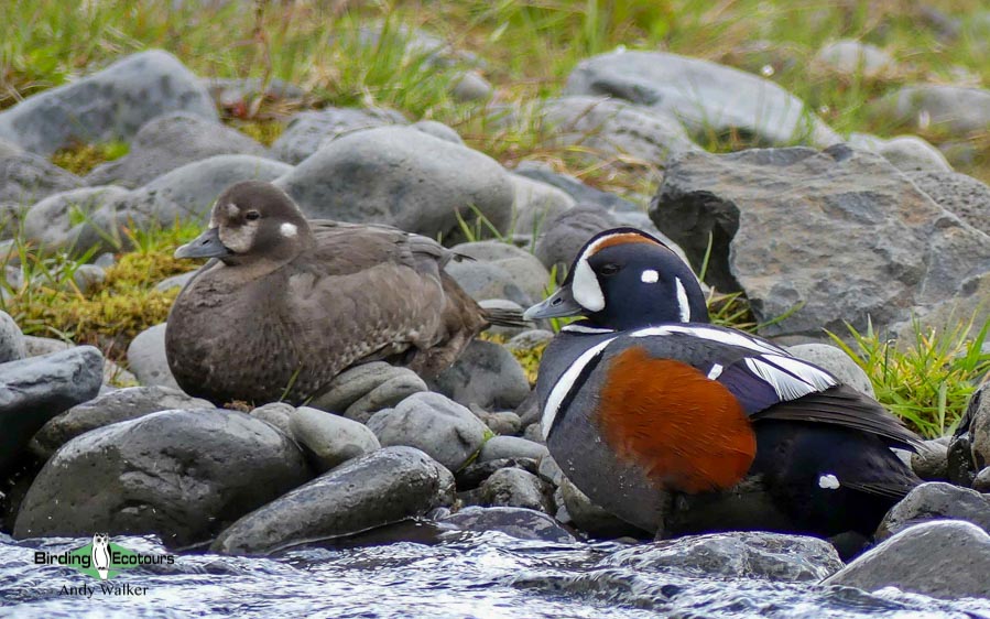 Iceland birding tours