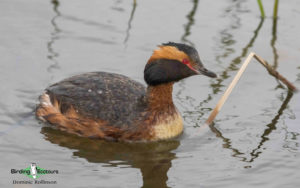 Iceland birding tours