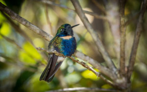 Cerrado endemics, Brazilian Merganser and Maned Wolf birding tours