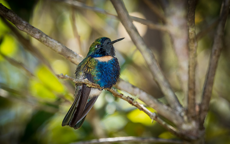 Cerrado endemics, Brazilian Merganser and Maned Wolf birding tours