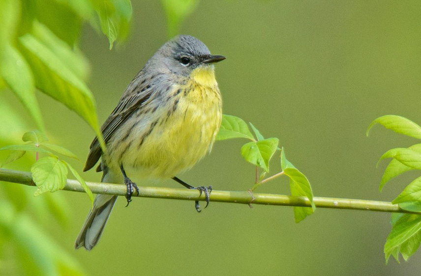 Ohio birding tours