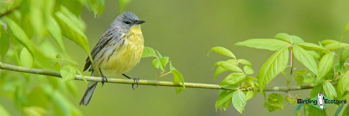 Birding Tour USA: Ohio – Eastern Warblers & Spring Migration Spectacular
