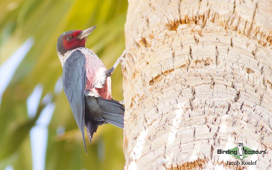 Northern Arizona birding tours