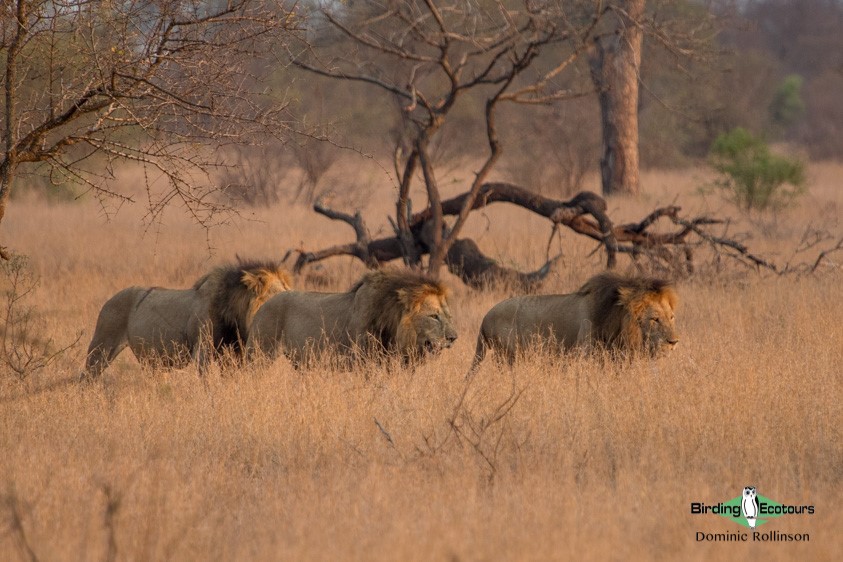Subtropical South Africa trip report