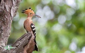 Northern Madagascar birding tours