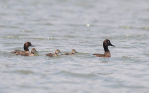 Northern Madagascar birding tours