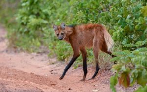 Cerrado endemics, Brazilian Merganser and Maned Wolf birding tours