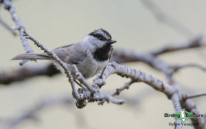 Arizona birding tours