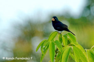 Wild Western Panama birding tours