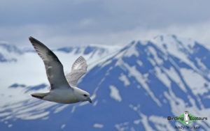 Iceland birding tours