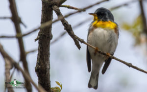 Ohio birding tours