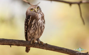 Northern Arizona birding tours