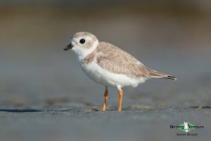 Ohio birding tours