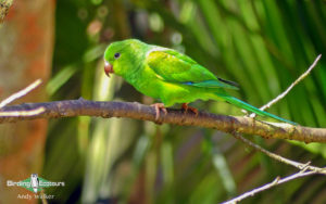 Cerrado endemics, Brazilian Merganser and Maned Wolf birding tours