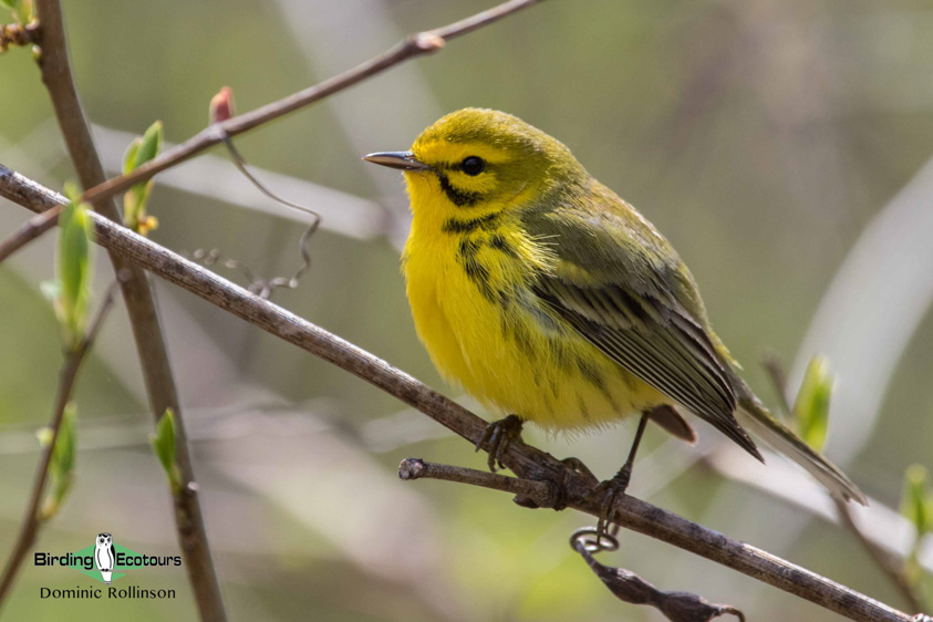 Ohio Birding Tour: Eastern Warblers & Spring Migration Spectacular