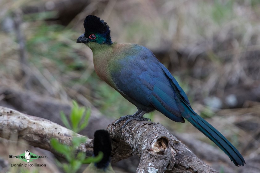 Subtropical South Africa trip report