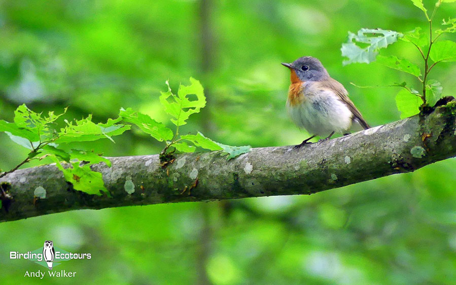 Bulgaria and Romania birding tours